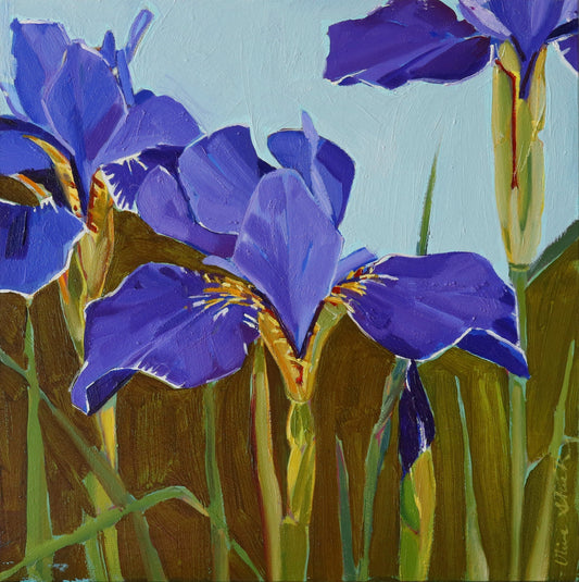 Iris Silver Edge