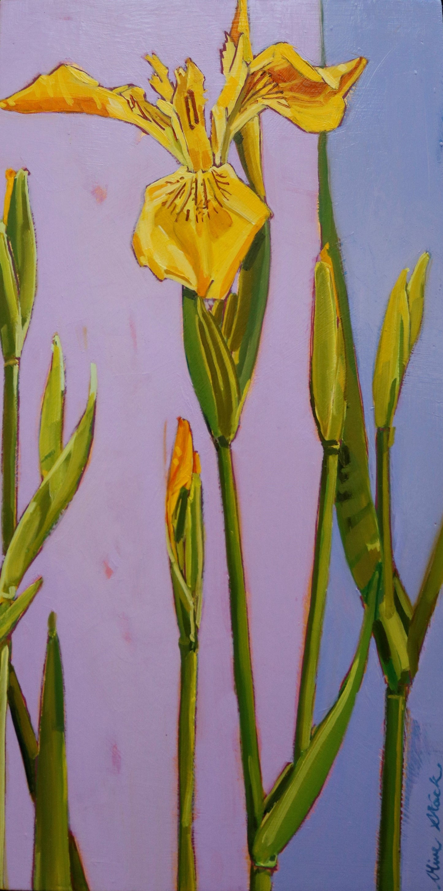 Wild Irish Iris