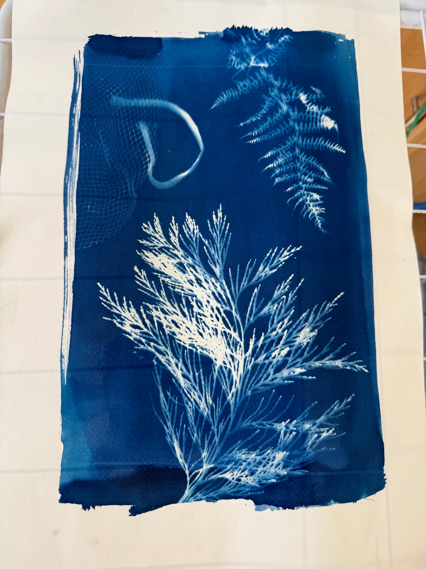 Cyanotype Nature Printing: Bring Listowel Home- Friday 31st July 2026